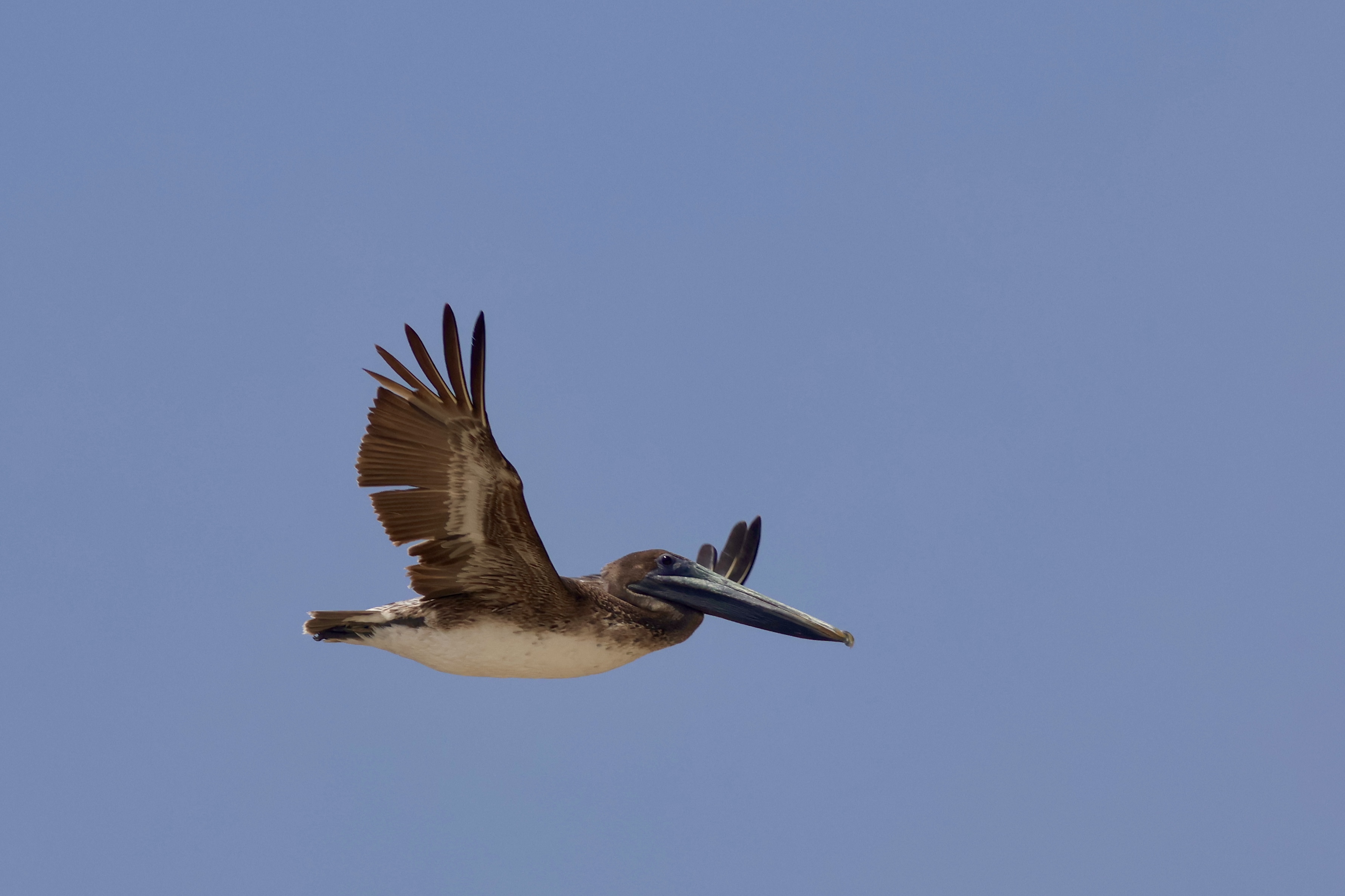 Brown pelican soaring in flight against a clear blue sky