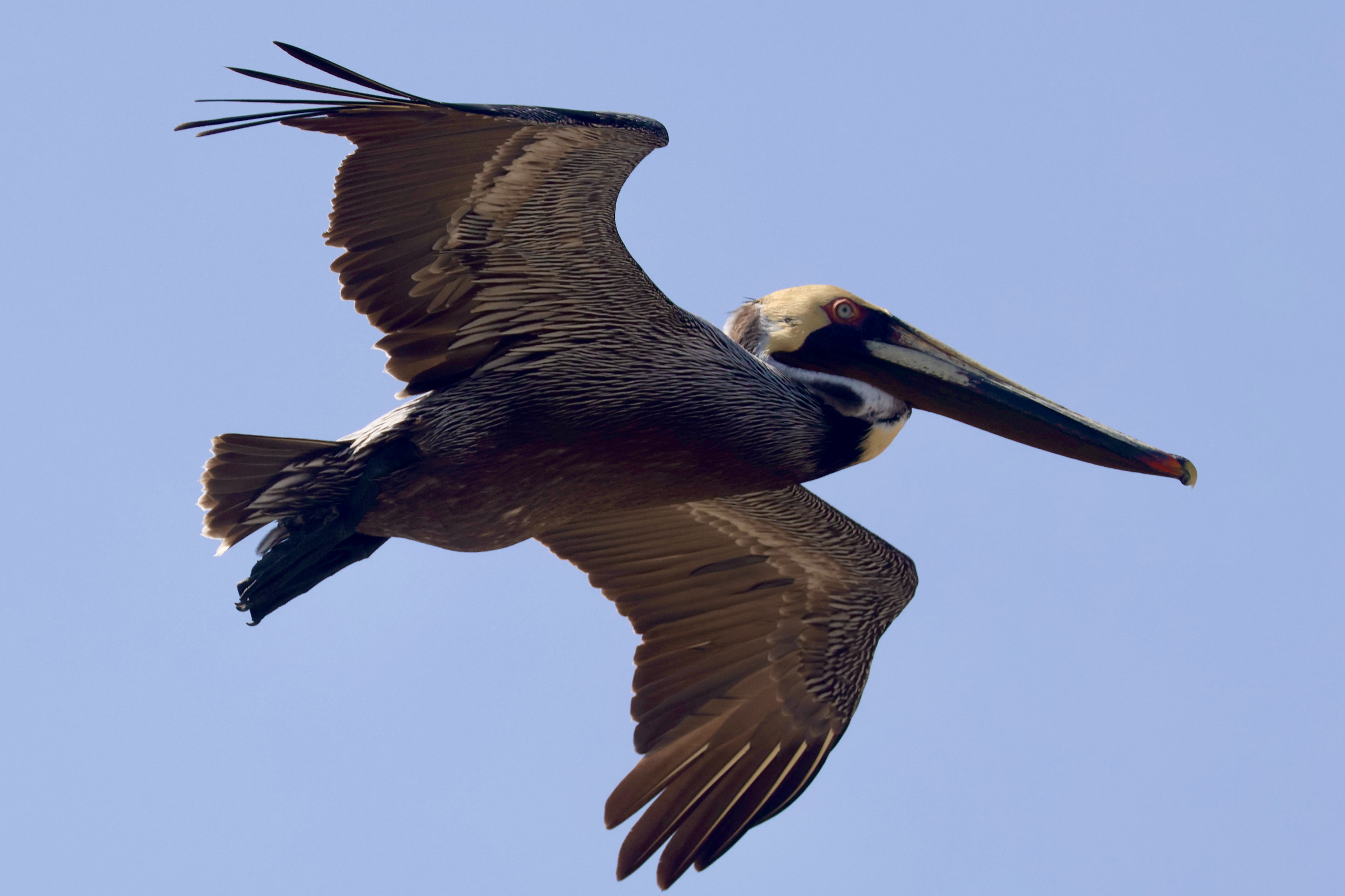Brown pelican in flight seen from below