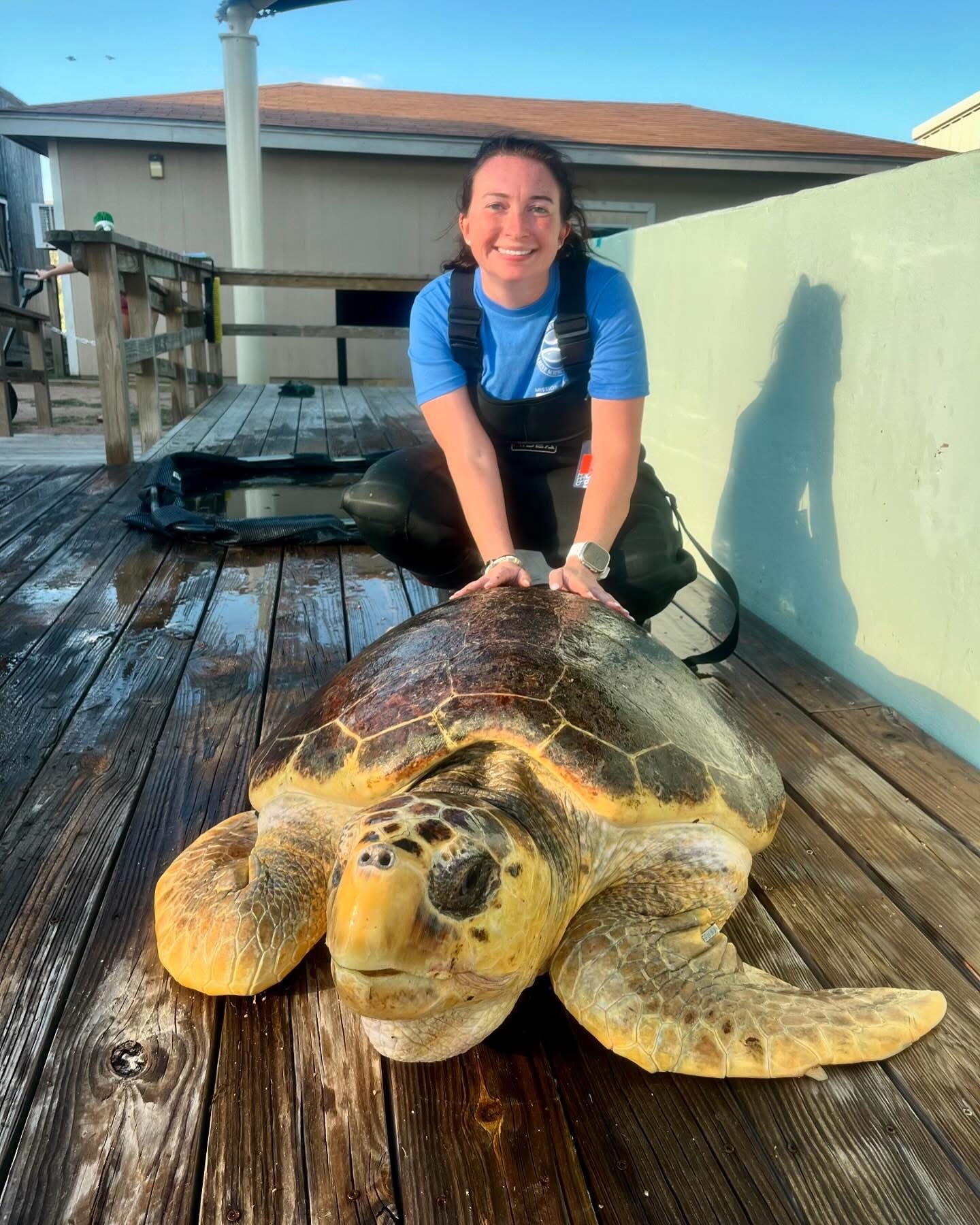 Hannah Yarbrough with a large loggerhead sea turtle at AMOS