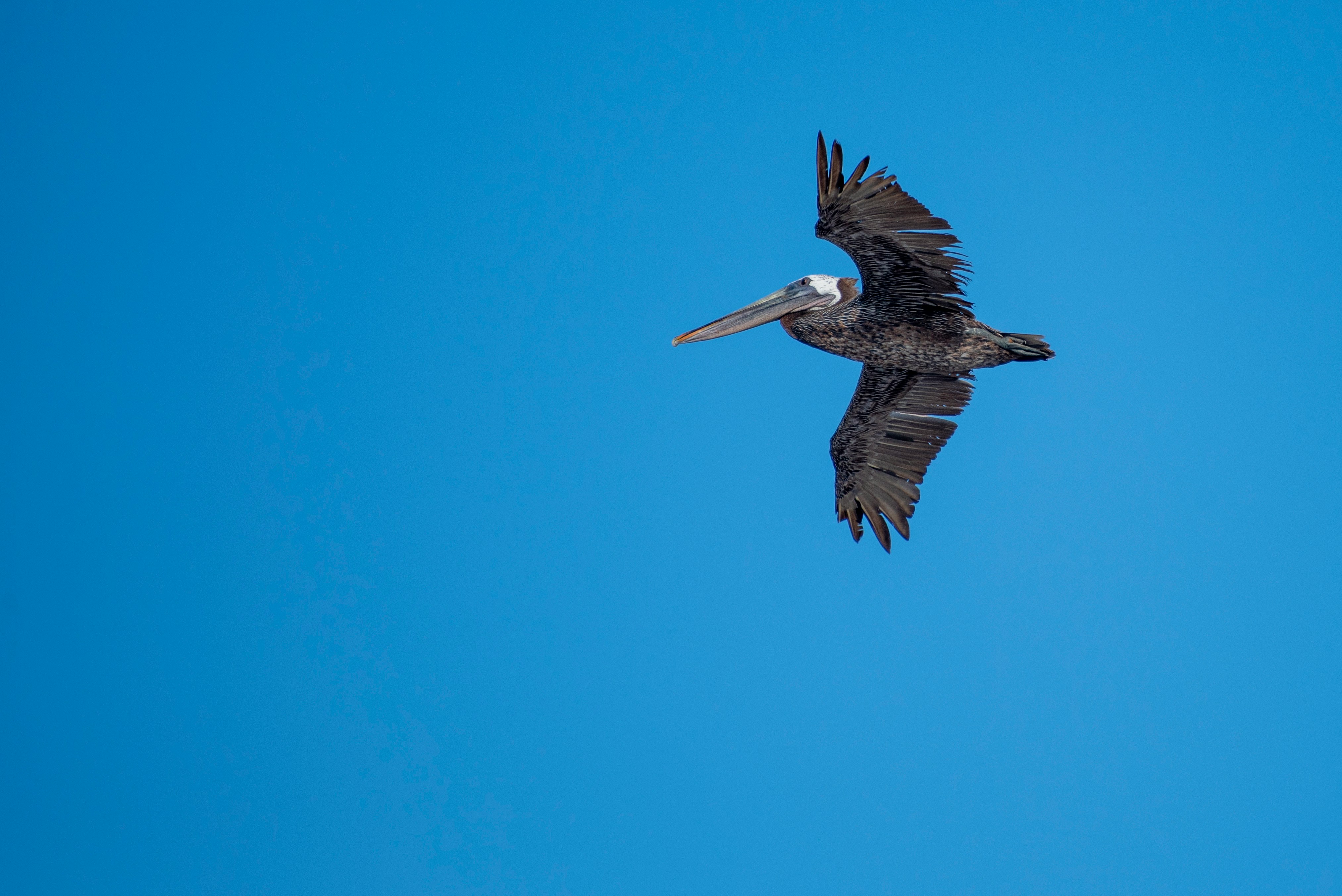Pelican soaring against a vivid blue sky